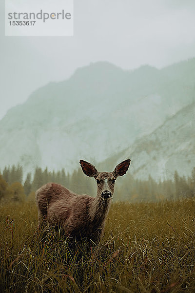 Hirsche im Naturschutzgebiet  Yosemite National Park  Kalifornien  Vereinigte Staaten