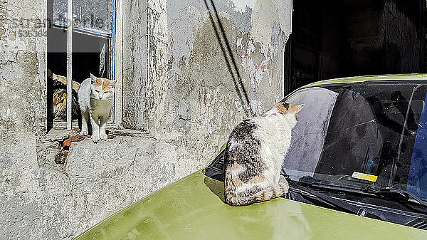 Katze schaut auf Windschutzscheibe  andere Katzen am Fenster des Hauses  Istanbul  Türkei