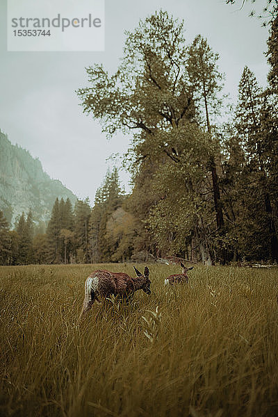 Hirsche grasen im Naturschutzgebiet  Yosemite National Park  Kalifornien  Vereinigte Staaten