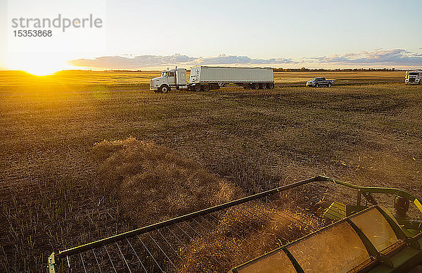 Blick aus einem Mähdrescher während der Rapsernte bei Sonnenuntergang mit Getreidewagen  die auf ihre Ladung warten  im Hintergrund; Legal  Alberta  Kanada