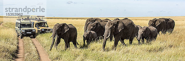 Elefantenherde (Loxodonta africana) überquert den Weg von zwei Lastwagen  Serengeti; Tansania