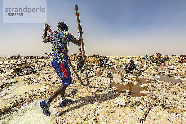Afar-Salzbergmann  der mit Stangen Salzstücke in den Salinen des Karum-Sees (Assale-See)  Danakil-Senke  Afar-Region  Äthiopien  hebt