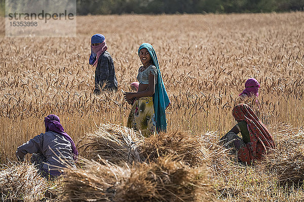 Frauen bei der Arbeit in einem Weizenfeld in der Nähe von Jawai; Rajasthan  Indien