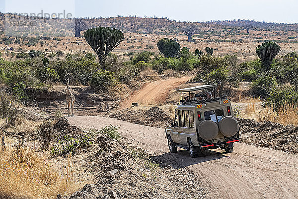 Safari-Fahrzeug mit Fotografen nähert sich einer Maasai-Giraffe (Giraffa camelopardalis)  die auf der Straße mit Kandelaberbäumen (Euphorbia candelabrum) und Baobab-Bäumen (Adansonia digitata) im Hintergrund im Ruaha-Nationalpark steht; Tansania