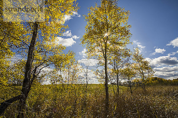 Sunburst und Herbstpappeln am Feldrand  Oakfield  Nova Scotia