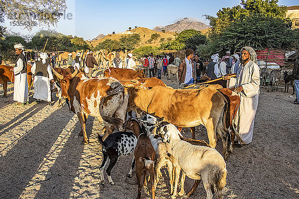 Rinder auf dem montäglichen Viehmarkt; Keren  Region Anseba  Eritrea
