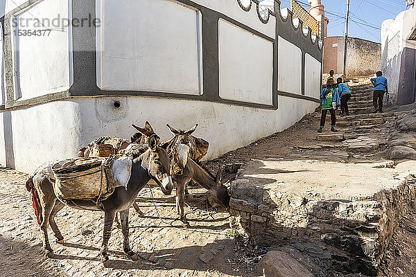 Esel auf einer Straße in Harar Jugol  der befestigten historischen Stadt; Harar  Region Harari  Äthiopien