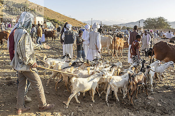 Ziegenhirten mit ihren Ziegen auf dem montäglichen Viehmarkt; Keren  Region Anseba  Eritrea