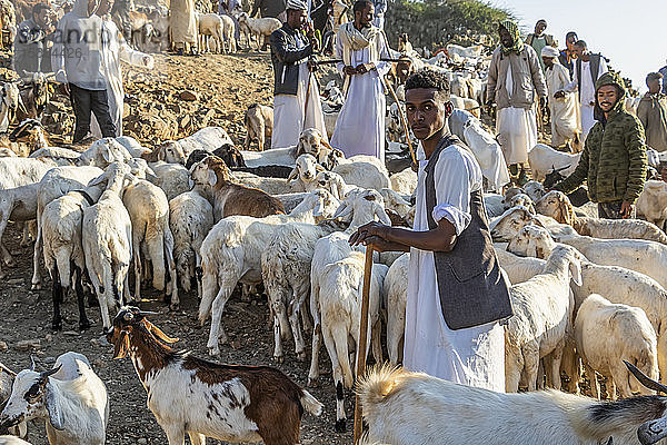 Eritreische Hirten mit Ziegen und Schafen auf dem montäglichen Viehmarkt; Keren  Region Anseba  Eritrea