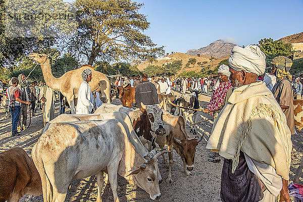 Eritreischer Rinderhirte auf dem montäglichen Viehmarkt; Keren  Region Anseba  Eritrea