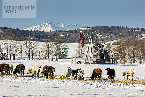 Rinder auf einem schneebedeckten Feld mit Pumpjacks  schneebedeckten Bergen  sanften Hügeln und blauem Himmel im Hintergrund  westlich von High River; Alberta  Kanada