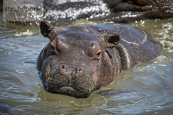 Flusspferdkalb (Hippopotamus amphibius) vor der Kamera im Wasserloch  Serengeti-Nationalpark; Tansania