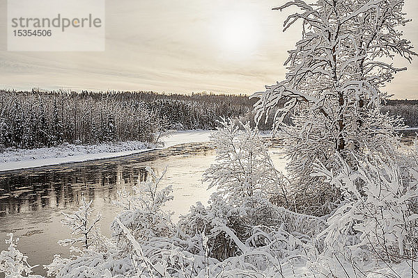 Schneebedeckte Bäume entlang des Kam-Flusses im Winter mit goldenem Sonnenlicht  das durch die Wolken scheint; Thunder Bay  Ontario  Kanada