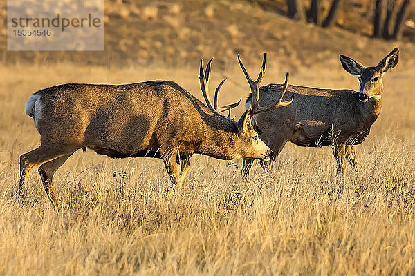 Maultierhirsch (Odocoileus hemionus) und Hirschkuh stehen zusammen in einem Grasfeld; Denver  Colorado  Vereinigte Staaten von Amerika