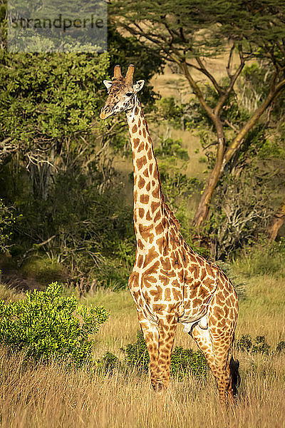 Masai-Giraffe (Giraffa camelopardalis tippelskirchii) steht und beobachtet die Kamera  Serengeti; Tansania