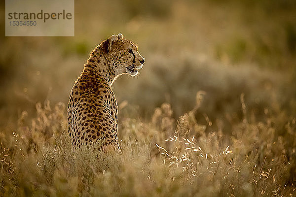 Weiblicher Gepard (Acinonyx jubatu) sitzt im Gras und schaut nach rechts  Serengeti-Nationalpark; Tansania