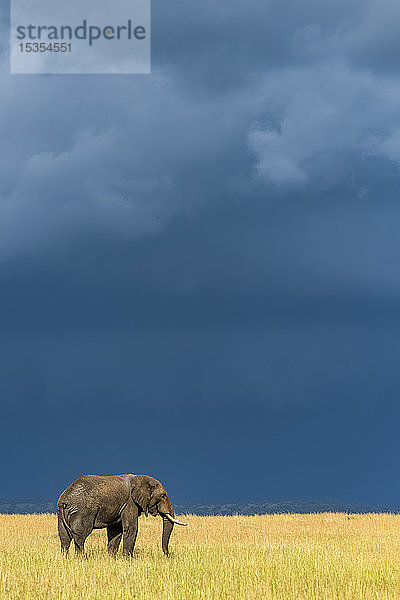 Afrikanischer Buschelefant (Loxodonta africana) steht im Gras unter dunklen Wolken  Serengeti National Park; Tansania