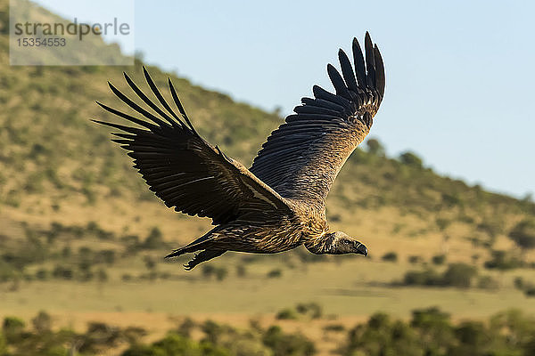 Afrikanischer Weißrückengeier (Gyps africanus) im Flug über grasbewachsenen Hügeln  Serengeti; Tansania