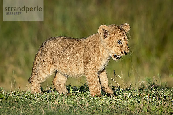 Löwenjunges (Panthera leo) steht im Gras und schaut nach rechts  Serengeti-Nationalpark; Tansania