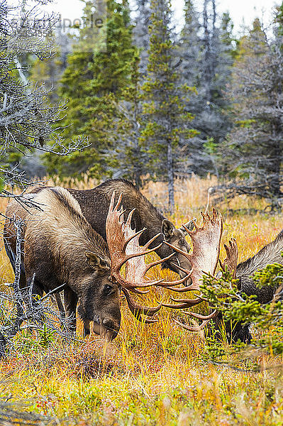 Zwei große Elchbullen (Alces alces) streiten sich im Gebüsch in der Nähe des Powerline Passes im Chugach State Park in der Nähe von Anchorage in Süd-Zentral-Alaska an einem sonnigen Herbsttag; Alaska  Vereinigte Staaten von Amerika