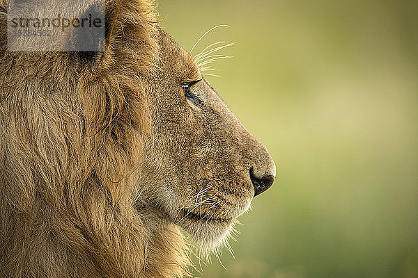 Nahaufnahme des Kopfes eines männlichen Löwen (Panthera leo) im Profil  Serengeti National Park; Tansania