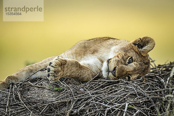 Nahaufnahme eines auf Zweigen liegenden Löwenjungen (Panthera leo)  Serengeti; Tansania