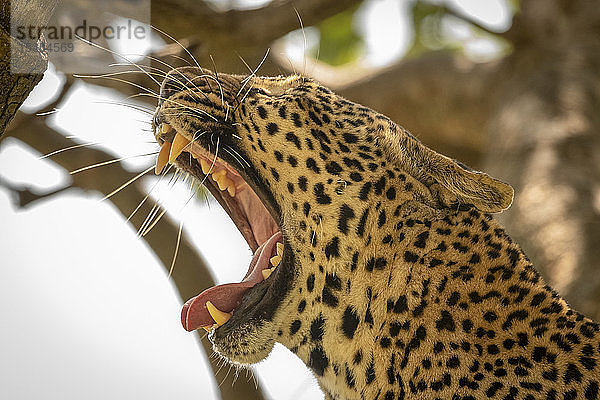 Nahaufnahme eines Leoparden (Panthera pardus) beim Gähnen mit gelben Zähnen  Serengeti National Park; Tansania