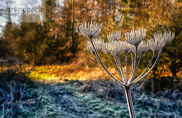 Frostbedeckte Pflanze im Vordergrund mit herbstlich gefärbtem Laub in einem Wald im Hintergrund; Penshaw  Tyne and Wear  England