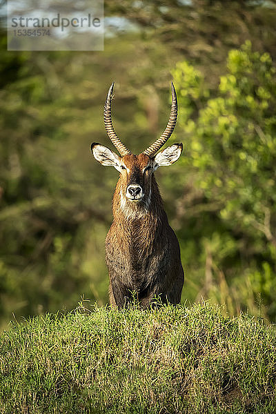 Männlicher Defassa-Wasserbock (Kobus ellipsiprymnus) steht auf einem Grashügel  Serengeti; Tansania