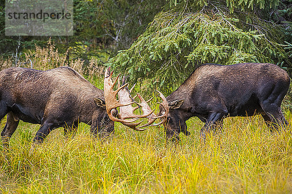 Zwei große Elchbullen (Alces alces) streiten sich an einem sonnigen Herbsttag im Kincade Park im Südwesten von Anchorage; Anchorage  Alaska  Vereinigte Staaten von Amerika