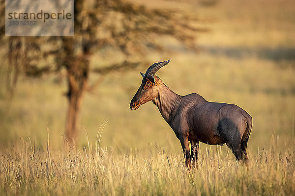 Topi (Damaliscus korrigum) im langen Gras neben einem Baum stehend  Serengeti-Nationalpark; Tansania