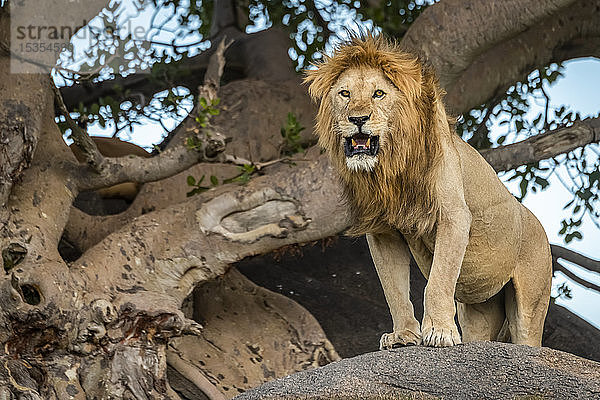 Männlicher Löwe (Panthera leo) steht auf einem Felsen neben einem Baum  Serengeti; Tansania