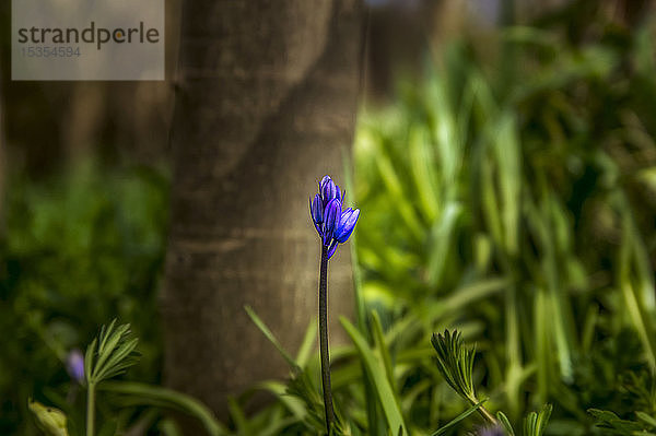 Nahaufnahme einer blühenden Wildblume auf dem Waldboden; Penshaw  Tyne and Wear  England