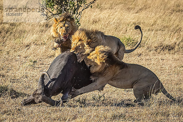 Drei männliche Löwen (Panthera leo) erlegen einen Kapbüffel (Syncerus caffer)  Serengeti; Tansania