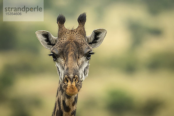 Nahaufnahme des Kopfes der Masai-Giraffe (Giraffa camelopardalis tippelskirchii) in der Savanne  Serengeti-Nationalpark; Tansania