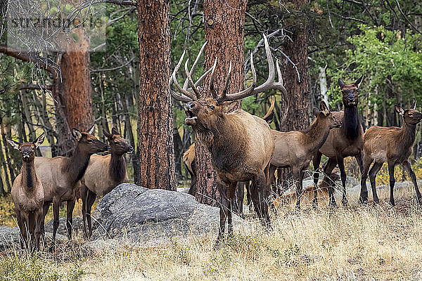 Elchbulle (Cervus canadensis) mit Elchkuh und Kalb; Denver  Colorado  Vereinigte Staaten von Amerika