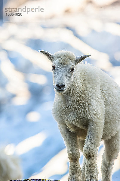 Nahaufnahme eines Ziegenbocks (Oreamnos americanus) im Kenai Fjords National Park an einem sonnigen Sommernachmittag in Süd-Zentral-Alaska; Alaska  Vereinigte Staaten von Amerika