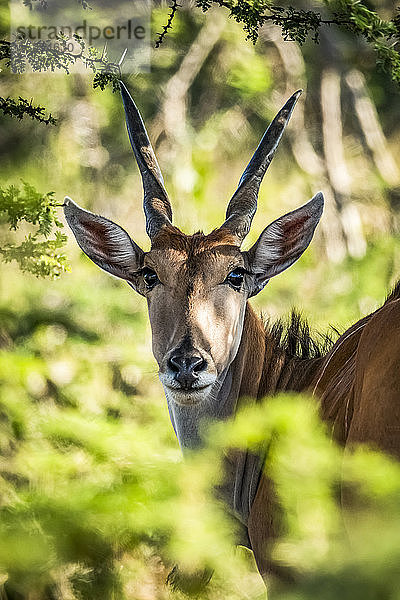 Nahaufnahme einer Elenantilope (Taurotragus oryx)  die die Kamera durch das Laub beobachtet  Serengeti; Tansania