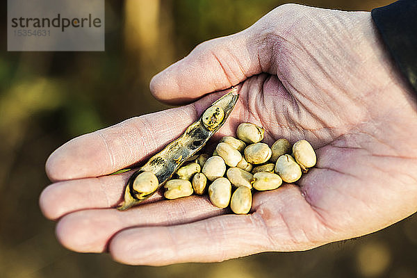 Ein Landwirt hält eine reife Fava-Bohnen-Schote und Fava-Bohnen in der Hand vor der Ernte; Namao  Alberta  Kanada