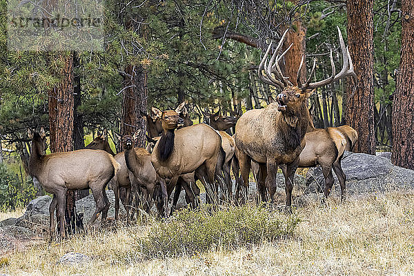 Elchbulle (Cervus canadensis) mit Elchkuh und Kälbern; Denver  Colorado  Vereinigte Staaten von Amerika