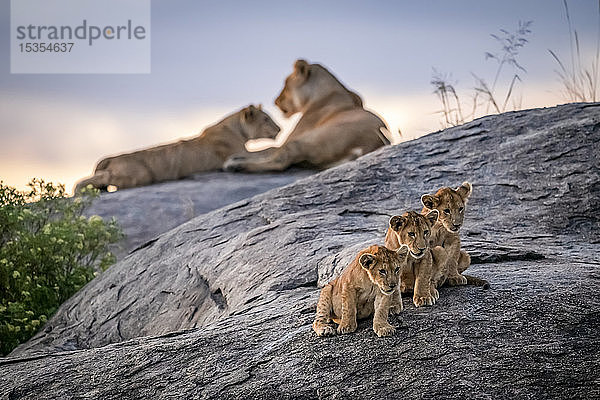 Drei Löwenjunge (Panthera leo) auf einem Felsen sitzend und mit zwei Löwinnen im Hintergrund in der Abenddämmerung  Serengeti; Tansania