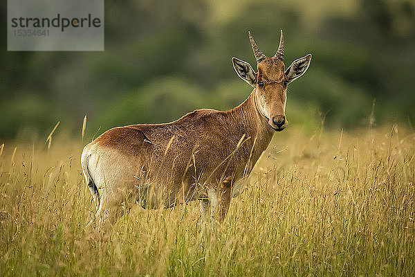 Junges männliches Coke's Hartebeest (Alcelaphus buselaphus cokii) steht im langen Gras  Serengeti-Nationalpark; Tansania