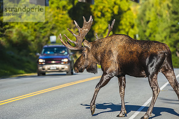 Ein Elchbulle (Alces alces) in der Brunst hält den Verkehr an  während er den Kincade Drive im Kincade Park im Südwesten von Anchorage an einem sonnigen Herbsttag überquert; Anchorage  Alaska  Vereinigte Staaten von Amerika