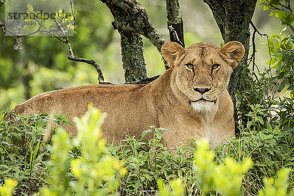Löwin (Panthera leo) liegt im Laubgebüsch und beobachtet die Kamera  Serengeti; Tansania