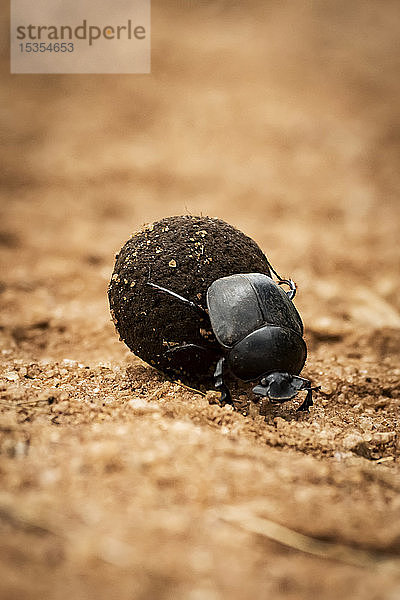 Mistkäfer (Scarabaeoidea)  der eine Mistkugel auf einer Spur rollt  Serengeti; Tansania