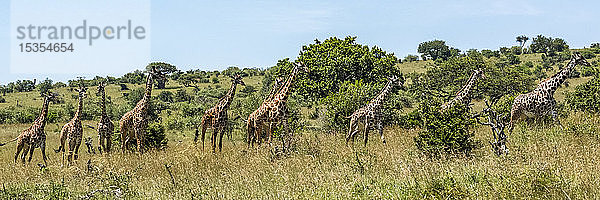 Panorama von zehn Masai-Giraffen (Giraffa camelopardalis tippelskirchii) in einer Reihe  Serengeti-Nationalpark; Tansania