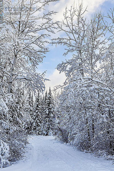 Schneebedeckte Bäume mit Weg und blauem Himmel; Thunder Bay  Ontario  Kanada