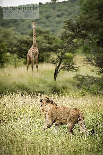 Männlicher Löwe (Panthera leo) pirscht sich an die Massai-Giraffe (Giraffa camelopardalis tippelskirchii) in der Savanne  Serengeti; Tansania