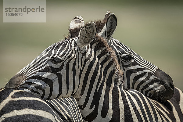 Nahaufnahme eines Steppenzebras (Equus quagga)  das sich auf einem anderen ausruht  Serengeti-Nationalpark; Tansania