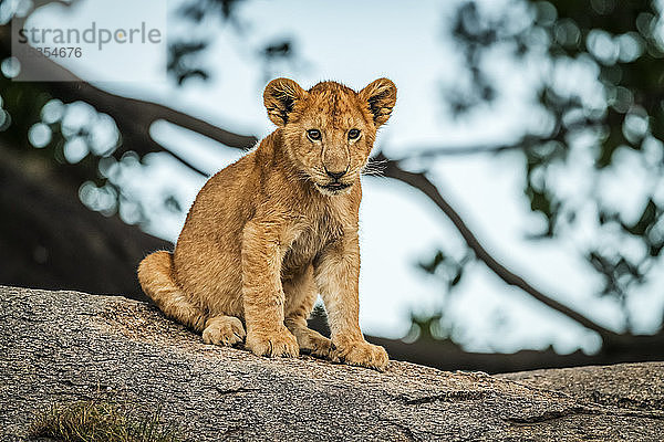 Löwenjunges (Panthera leo) sitzt auf einem Felsen neben einem Baum  Serengeti; Tansania